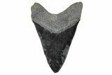 Serrated, Fossil Megalodon Tooth - Bluish Highlights #207658-2